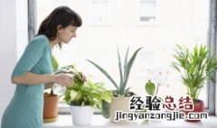 阳光房适合养什么植物 阳光房内适合种一些什么植物