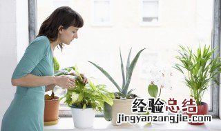 阳光房适合养什么植物 阳光房内适合种一些什么植物