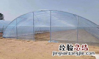 大棚种植什么最简单 大棚种植平菇最简单