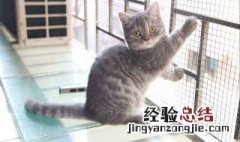 矮脚猫为什么不能养 千万要注意了