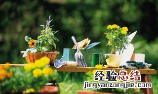 室内植物叶子干枯怎么办 家里绿植叶子干枯怎么办