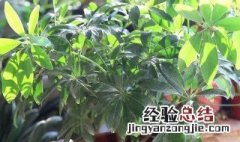 鸭掌木叶片中间枯萎 鸭掌木枯萎了枝干干枯掉叶子