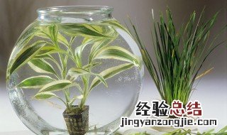 水培吊兰叶尖发黑干枯怎么处理 水培吊兰叶尖枯萎怎么办