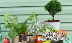 室内植物有哪些好养 室内植物有什么好养的