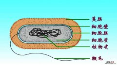 普通菌毛是细菌的什么结构