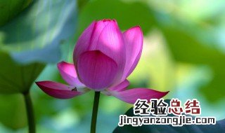 夏天水养的花有哪些注意事项呢 夏天水养的花有哪些注意事项