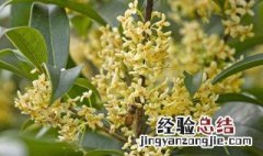 桂花什么时候开花 桂花介绍