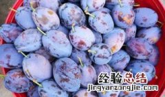 西梅可以保存几天吃 西梅可以保存几天