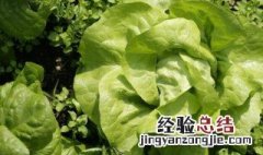 奶油生菜怎么种 奶油生菜怎么种植视频