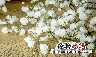 送女生满天星代表什么 送女生满天星代表意思简述