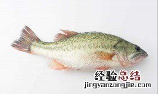 鲈鱼怎么钓用什么饵 钓鲈鱼用什么饵料有什么技巧