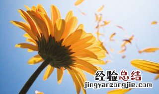 送太阳花代表什么意思 送太阳花代表的含义