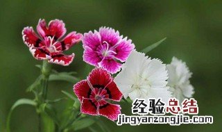 送石竹花代表什么意思 石竹花的花语是什么