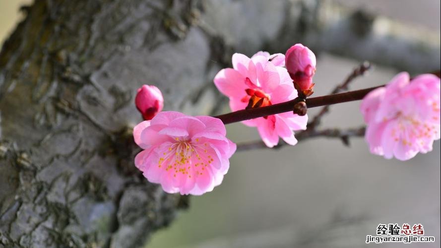 梅花什么时候开