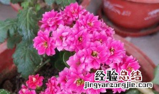 为什么叫长寿花 长寿花为什么叫长寿花