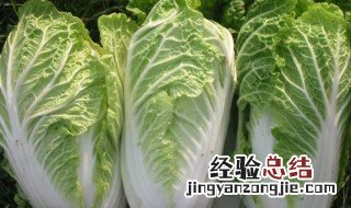 白菜烂根烂心怎样防治 白菜烂根怎么办?用什么药