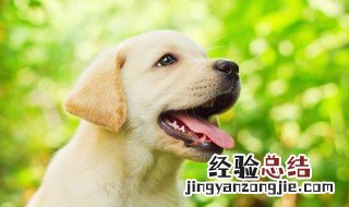 怕狗怎么克服 怕狗怎么办