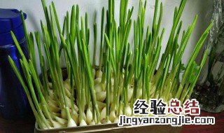 阳台盆栽蒜的技术和方法 阳台盆栽蒜怎么种