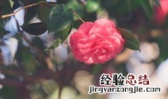 山茶花开花时能施肥吗 山茶花花期能施肥吗