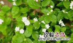 养护茉莉花的方法 茉莉花的养护方法简单介绍