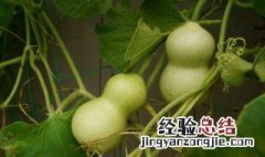 大青葫芦怎么处理 请教青葫芦怎样处理