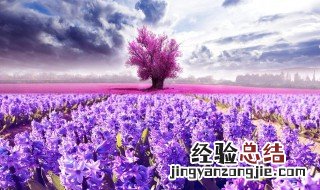 送薰衣草代表什么意思 薰衣草的花语是什么