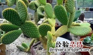 送仙人掌给女生代表什么意思 送仙人掌给女生有什么含义
