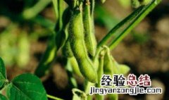 怎样种黄豆 黄豆种植方法介绍