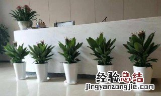 上海植物租赁哪家好 上海室内植物租摆哪家好