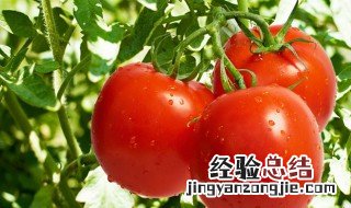 西红柿定植需要什么肥料 西红柿定植需要什么肥料好