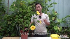 扶桑花怎么养