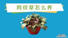 网纹草怎么施肥