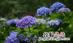 绣球花怎么水养 绣球花怎么水养瓶子