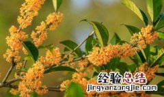 桂花树可以嫁接果树吗? 桂花树上可以嫁接其它果树吗