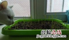 猫草是什么植物的种子 猫草的正确吃法