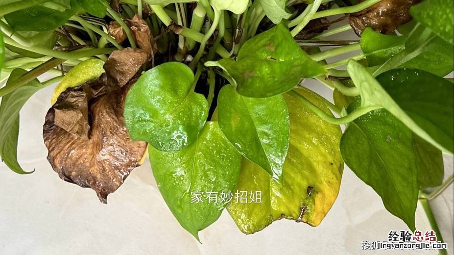 土培绿萝烂根如何消毒
