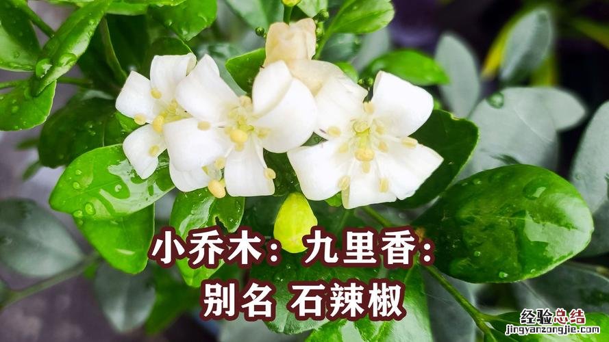 九里香什么时候开花
