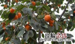 柿子树除虫治病方法 柿子树除虫治病方法简单介绍