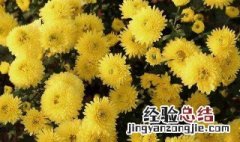 黄菊花代表什么意思 黄色菊花代表什么寓意