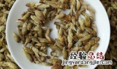 芽孢茶多久喝一次 芽孢茶能放多久