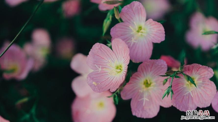 醡浆草花语大全