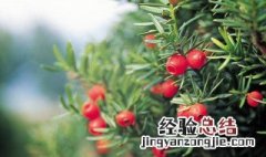 红豆杉茎泡水方法 红豆杉茎泡水做法如下