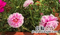 重瓣太阳花怎样过冬 重瓣太阳花怎么种植