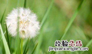 蒲公英根的功效 蒲公英根的功效是什么