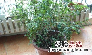 驱蚊香草的养殖方法 驱蚊香草的种植方法