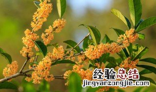 桂花树怎么种植 桂花树怎么种植成活率高