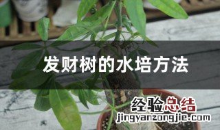 发财树水养技巧 发财树的水培方法介绍