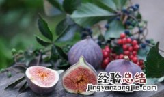 无花果秋季修剪方法 无花果冬季怎么修剪