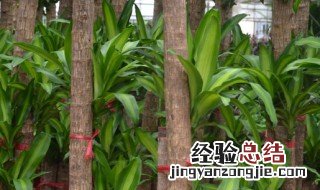 巴西木能活多久 网购巴西木能活多久