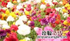 毛莨花怎么种植 毛莨花怎么种植视频